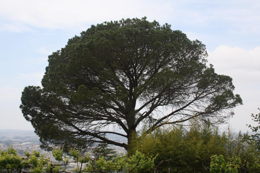Quinta Das Leiras Santo Tirso Bagian luar foto