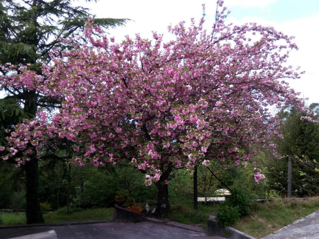 Quinta Das Leiras Santo Tirso Bagian luar foto